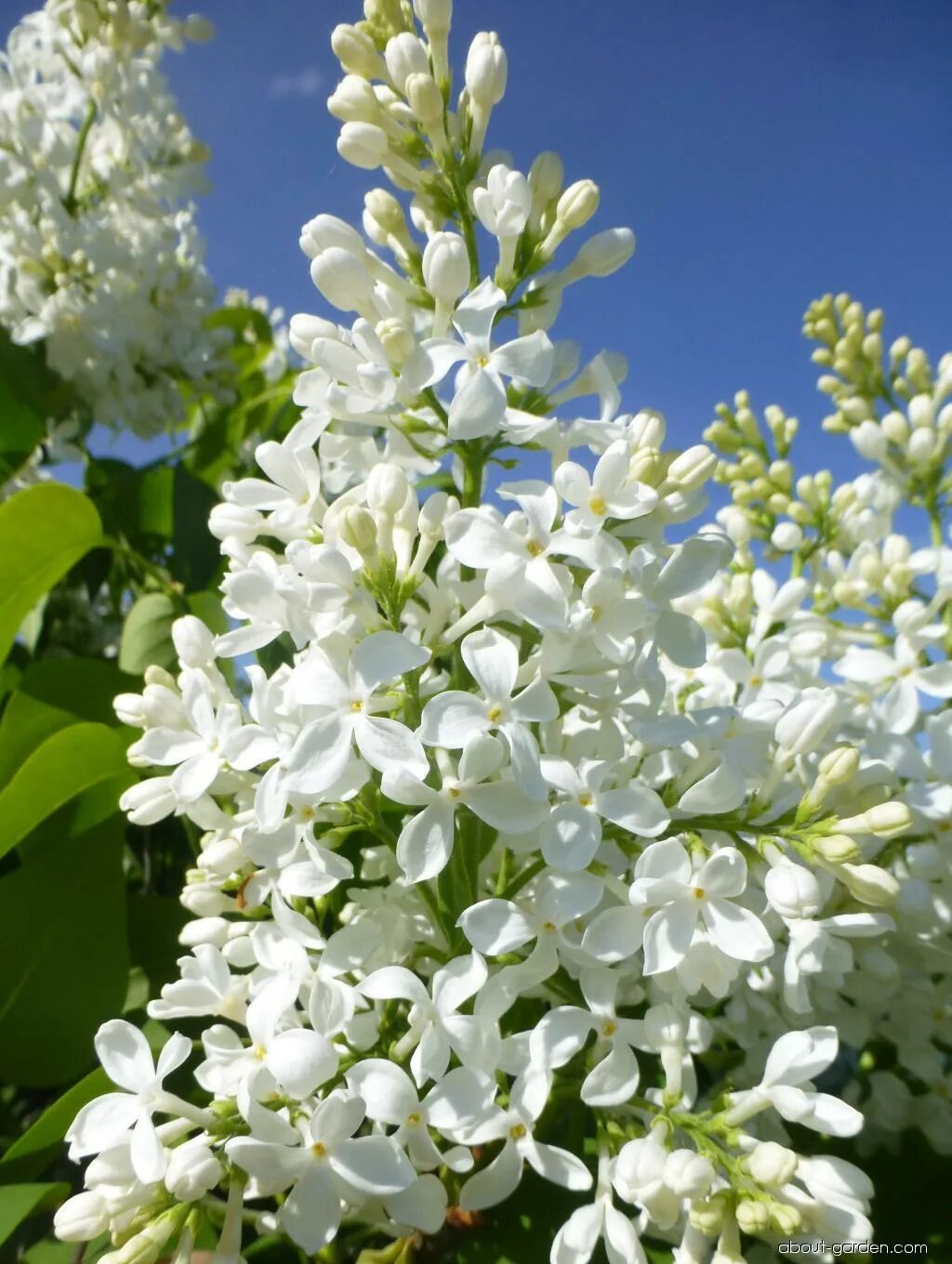 Сирень белая сорта. Сирень весталка. Syringa villosa. Сирень обыкновенная Весталь'.