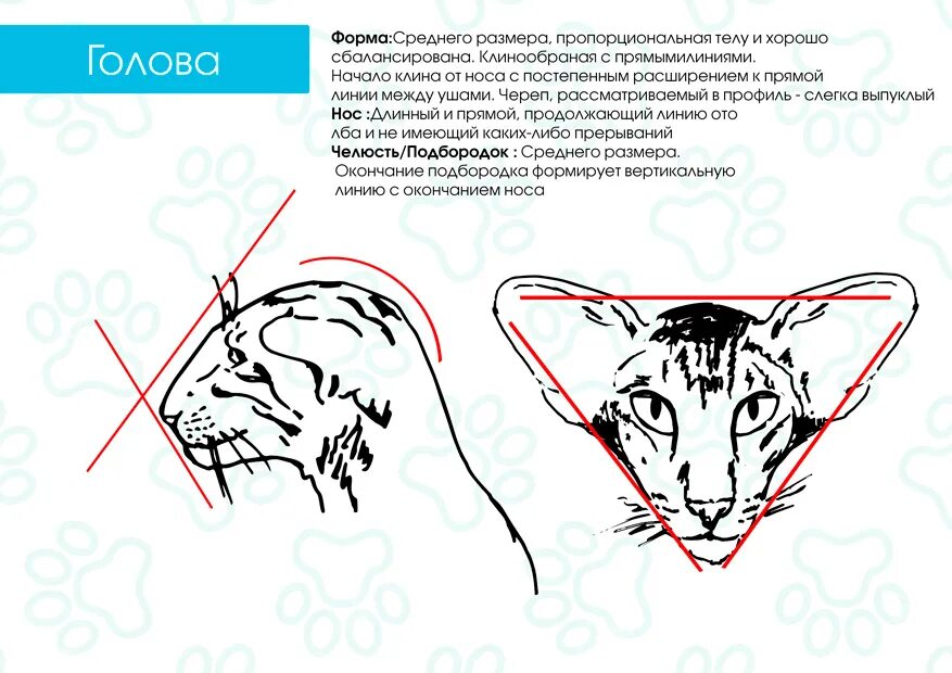 Стандарт породы ориентальной кошки. Ориентальная кошка стандарт породы. Ориентал форма головы. Форма головы кошки. Клинообразная форма головы у кошек.