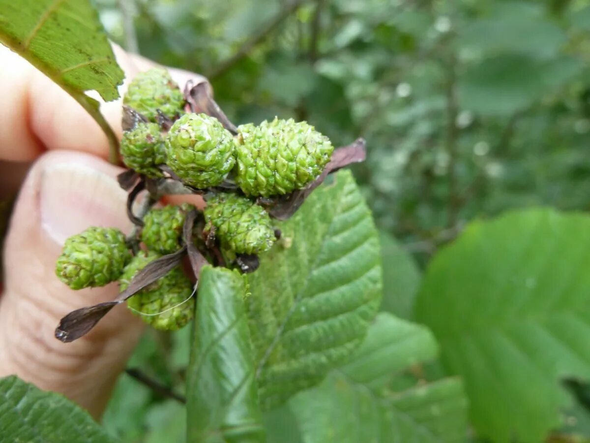 Alnus glutinosa. Ольха лещина орешник. Ольха кустарниковая. Ольховник кустарниковый. Лещина обыкновенная.