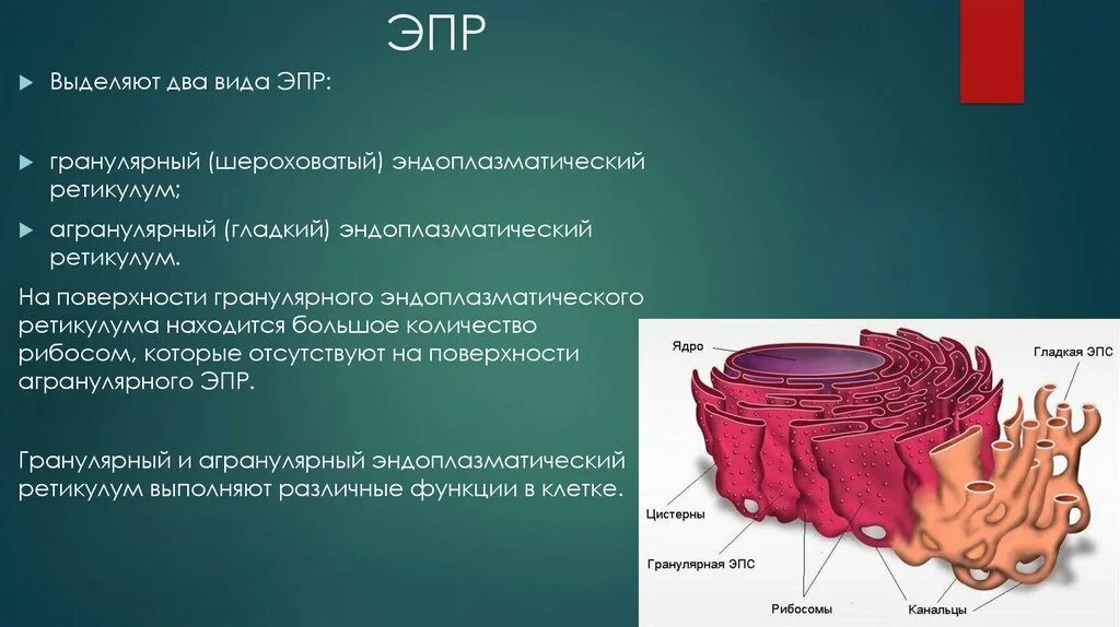 ЭПС ретикулум. Гладкий ЭПС ретикулум. Эндоплазматическая сеть ретикулум функции. Гладкий эндоплазматический ретикулум. Эпс строение и функции