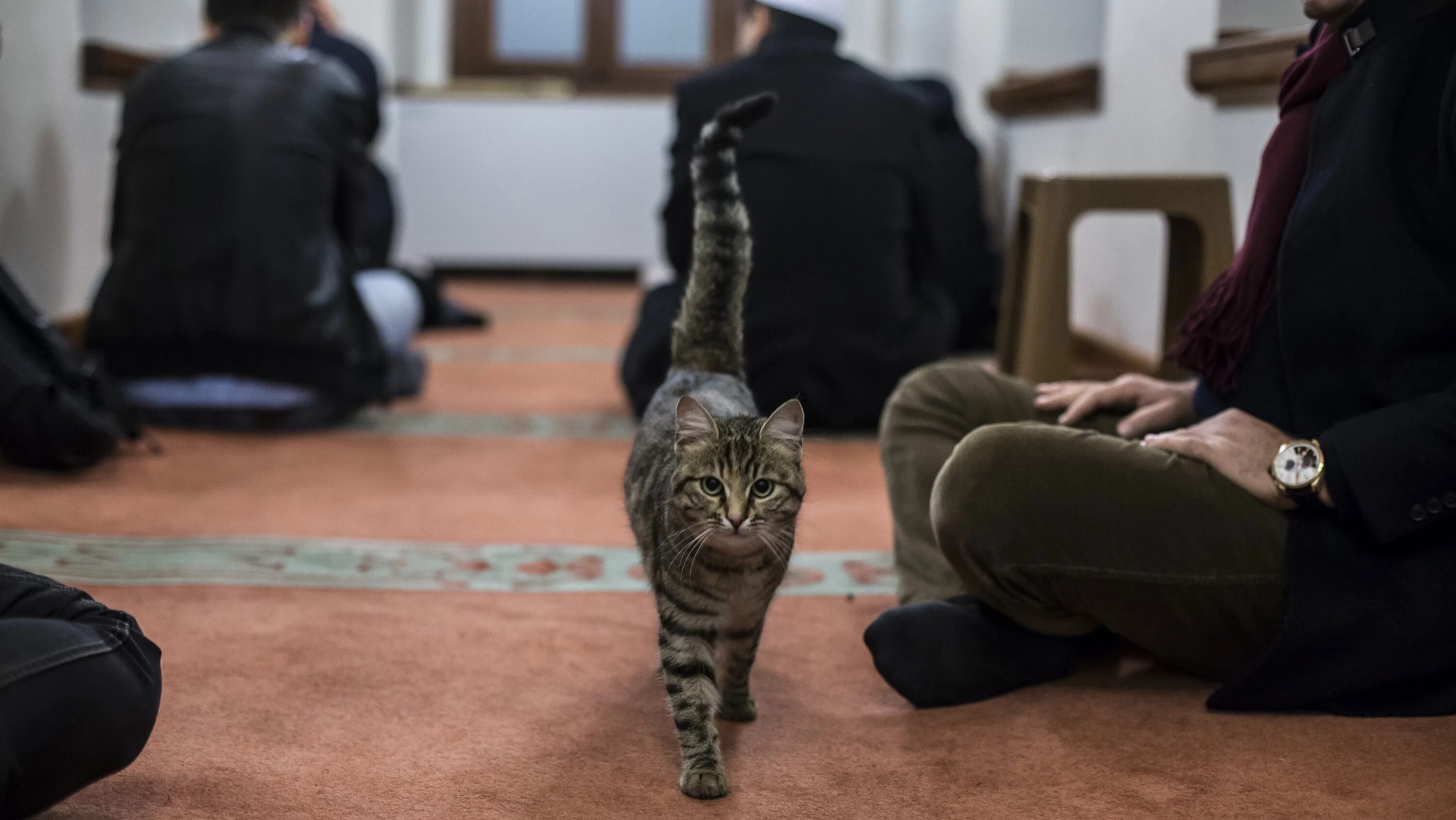 Мусульманский кот. Кот в мечети. Кошка в мусульманстве. Мусульманин с кошкой. Кошки в мечети фото.
