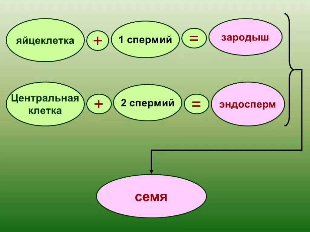 Урок размножение 6 класс. Размножение и оплодотворение у растений. Оплодотворение у растений презентация. Размножение и оплодотворение у растений 6 класс. Схема оплодотворения у цветковых растений 6 класс.