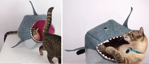 Cat shark