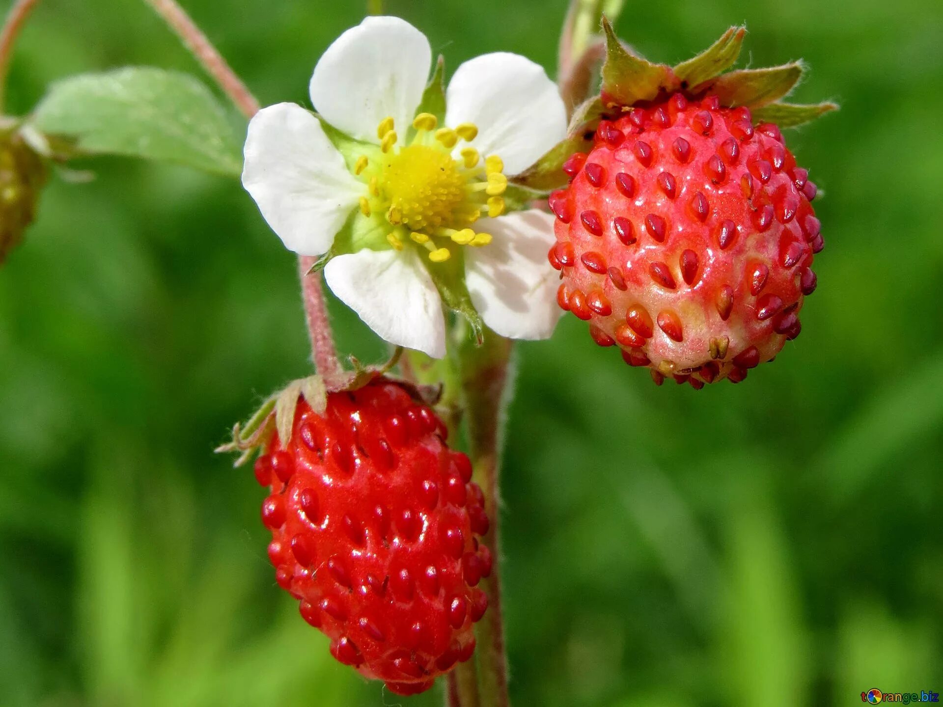 соцветие земляники лесной. ягода цветет. земляника лесная кустик. плодоножка у полевой клубники. земляника лесная (fragaria vesca).