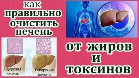 Очистить печень от жира в организме человека