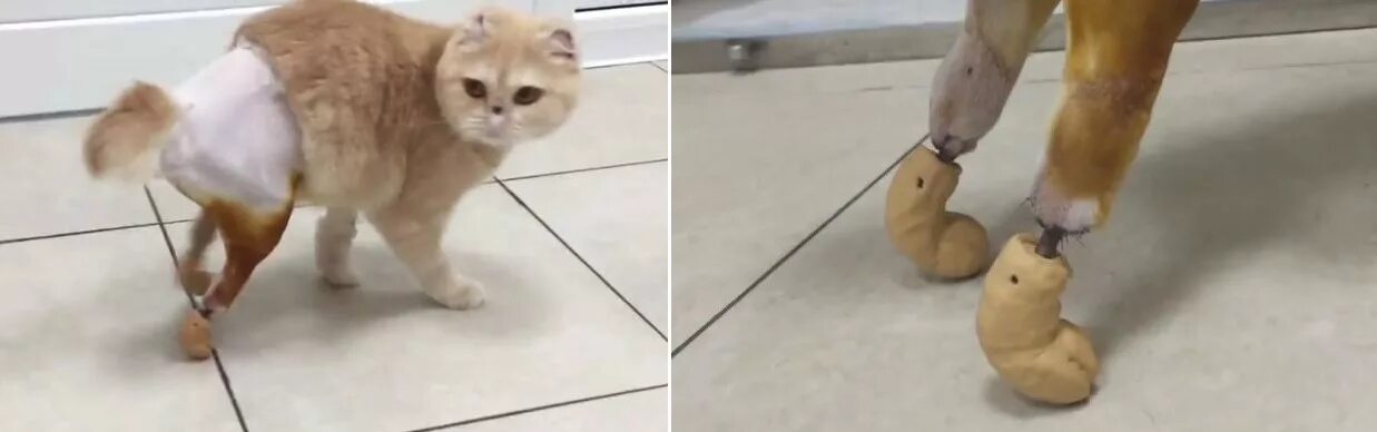 Протезы для лап шиншилле. Кот отморозил лапы что делать. Кошка с протезами новосибирск. Кот отморозил лапы что делать. Кошка дымка новосибирск.