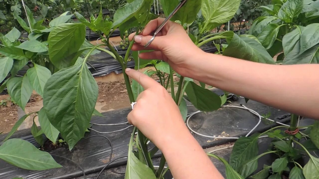 Можно ли поливать перец. Пасынкование перца. Пасынкование рассады перца. Формировка перца в рассаде. Пасынкование баклажанов.