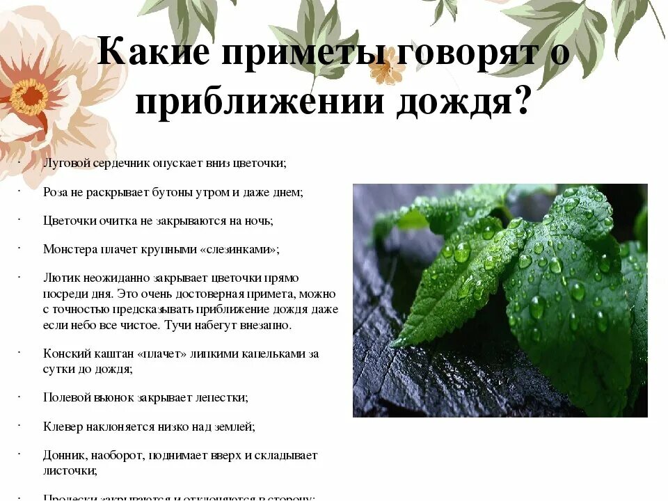 Какие приметы предвещают. Приметы о осадках. приметы о растениях. растения которые предсказывают погоду. приметы к дождю.