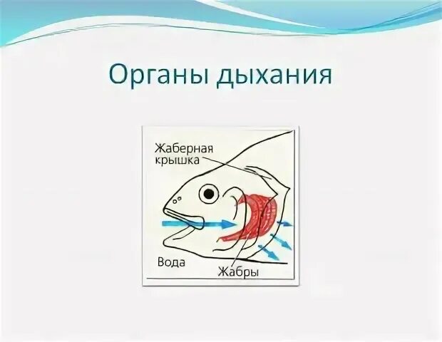 Как дышат рыбы в воде. Дыхательная система рыб схема. Дыхательная система у рыб доклад. Органы дыхательной системы у рыб. Дыхательная система рыб жабры.