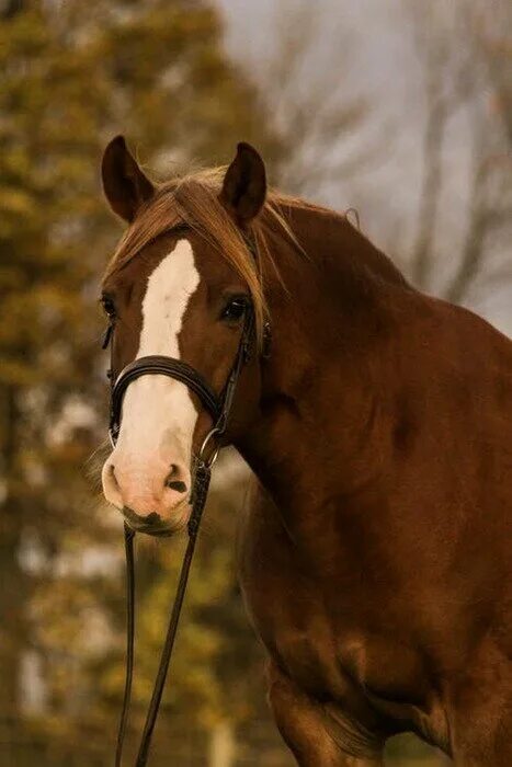 Pin by Myrna Kemp on Horse Beautiful horses, Reining horses, Horse world
