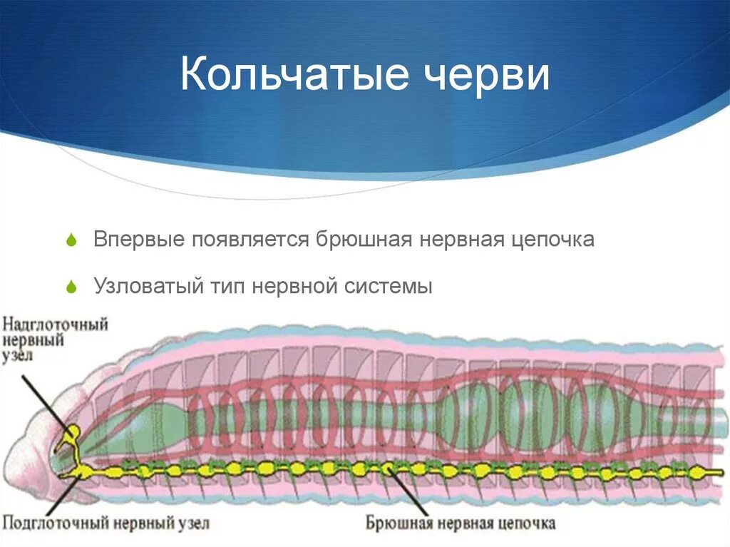 У каких червей наличие брюшной нервной цепочки