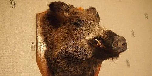 Голова свиньи приснилась. Свиная голова во сне к чему снится. Свиная голова во сне к чему снится. К чему снится свинья. Куриная голова в банке.