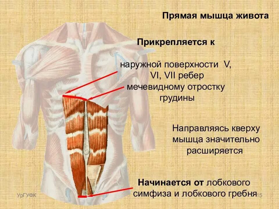 Передняя прямая мышца живота. Функции прямой мышцы живота анатомия. Прямая мышца живота начало и прикрепление функции. Функция прямой мышцы живота (m. rectus abdominis):. Точки крепления прямой мышцы живота.