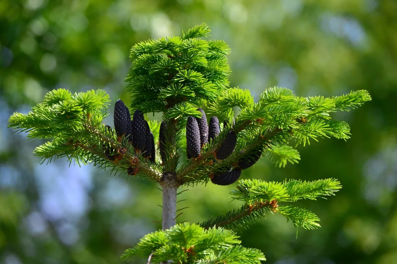 еловая, пихтовая, сосновая лапы. пихта пирамидалис. датская пихта нобилис. пихта байкальская. пихта сибирская abies sibirica.