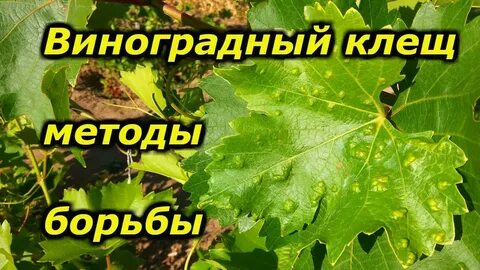 Клещи способы борьбы