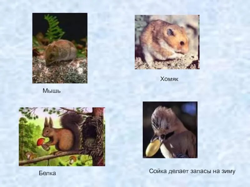 Это корм зверьку на всю зиму. Животные которые запасаются на зиму. какие животные делают запасы. какие звери делают запасы?. кто из животных делает запасы.