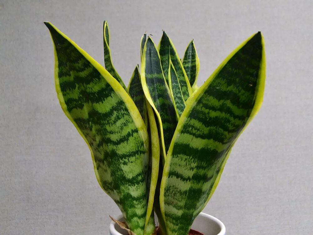 сансевиерия (trifasciata). сансевьера коротколистная. сансевиерия трехполосная (sansevieria trifasciata). сансевиерия мбайя. щучий лист.