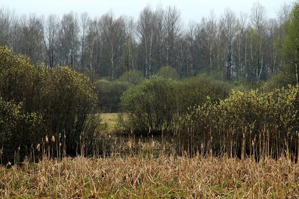 Верхневолжская возвышенность. Смоленско-московская возвышенность ландшафт. Верхневолжская возвышенность. Физико-географические провинции московской области. Верхневолжская возвышенность.