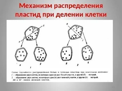 Изменчивость клетки