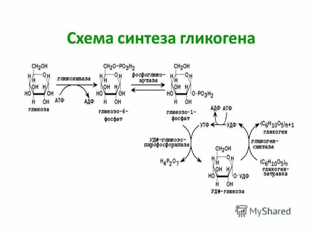 Расщепление гликогена в печени. Схема превращения гликогена в глюкозу. Схема реакций расщепления гликогена. Схема обмена гликогена биохимия. Схема распада гликогена до Глюкозы в печени.