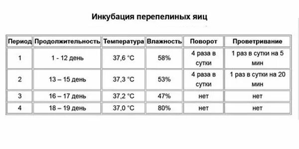 Сколько в день переворачивать яйца. Таблица вывода перепелов в инкубаторе в домашних. Таблица выведения перепелов в инкубаторе. Таблица инкубации перепелиных яиц в инкубаторе. Режим инкубации перепелиных яиц таблица.