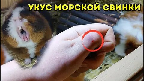 Укус хомяка опасен