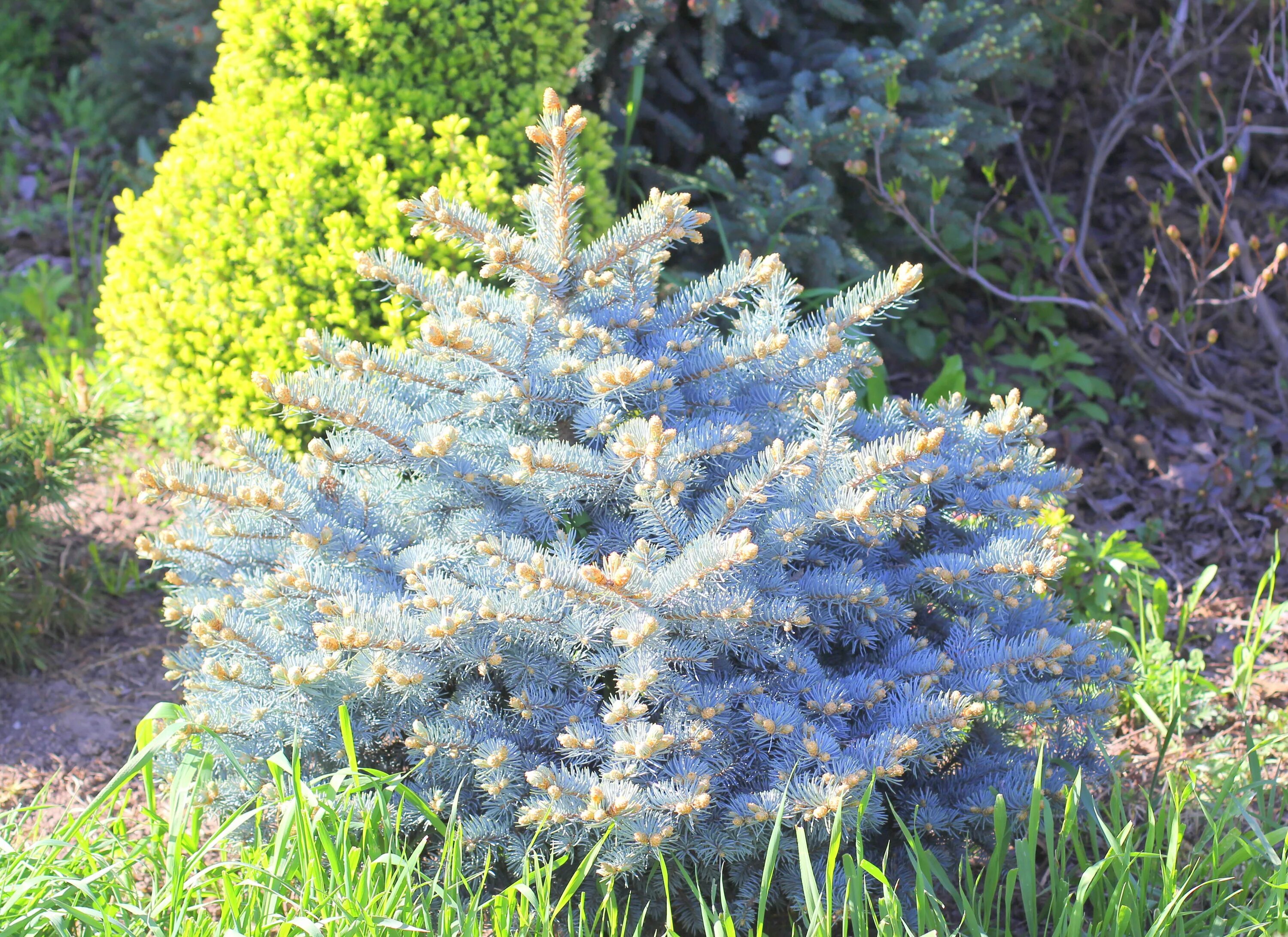 Ель колючая glauca