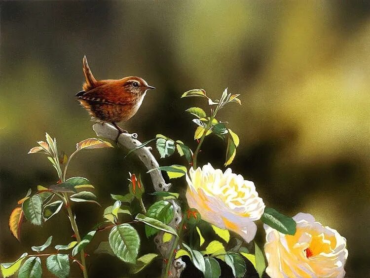 Художница Julia Hargreaves. Соловей живопись. Живопись цветы и птицы.