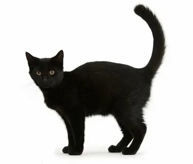 черная кошка на белом фоне: 2 тыс изображений найдено в Яндекс Картинках