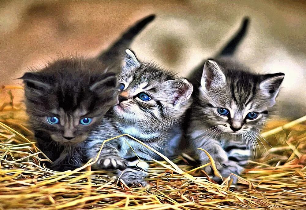 Рыжий котёнок. Котики одинаковые тройняшки. Маленький котенок. Котята тройняшки. Маленький котенок.