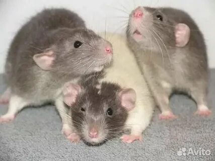 3 крысы
