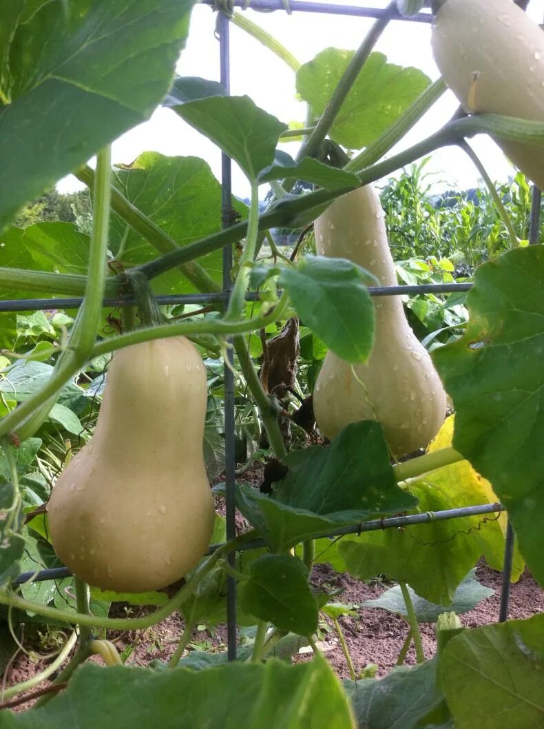 Кабачки в теплице. Какие кабачки выращивают в грузии. Кабачок f1 комо. Кабачки вырастить в теплице. Парник кабачок.