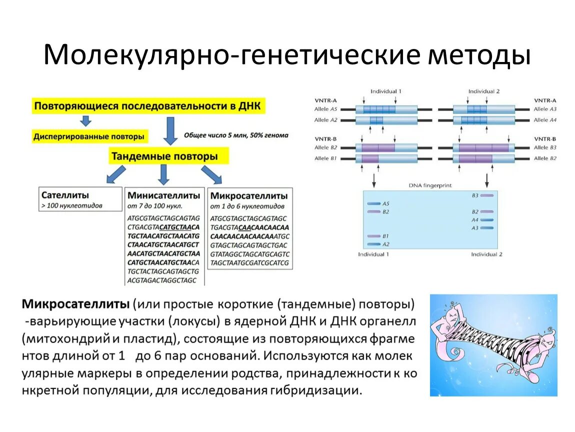 Проверить генетику. Схема молекулярно генетического метода. Молекулярно-генетические методы исследования генетики человека. Молекулярно-биологический метод исследования генетики человека. Молекулярно-генетический метод исследования ДНК.