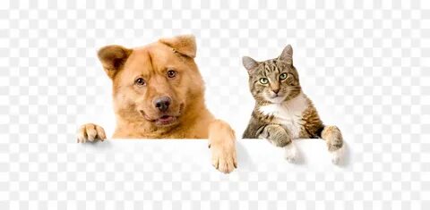 I two cats and a dog