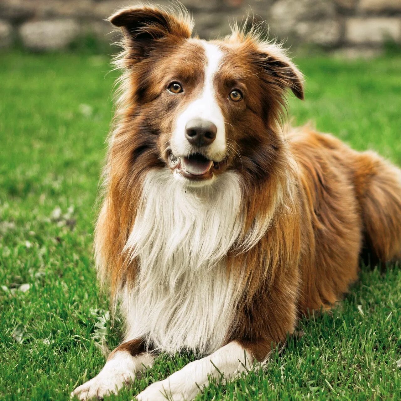 Мини бигль. Щенки породы бигль. Красивые средние собаки. Бордер-колли. Африканский басенджи.