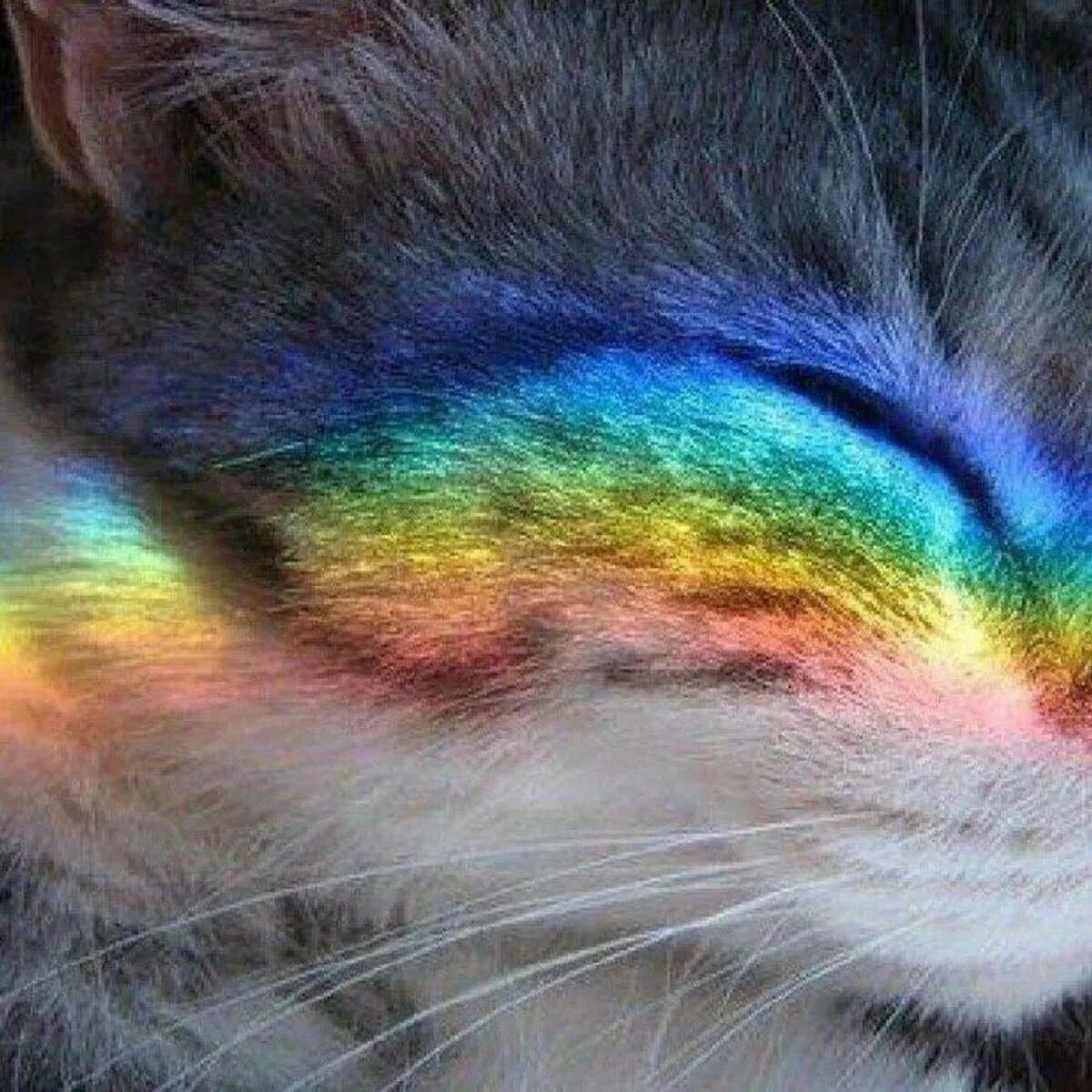 Покажи радужную кошку. Покажи радужную кошку