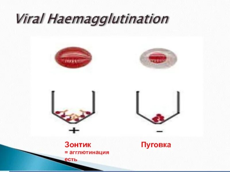 Зонтик реакция. РНГА зонтик. Агглютинация зонтик. Зонтик и Пуговка реакция агглютинации. Осадок в виде зонтика.