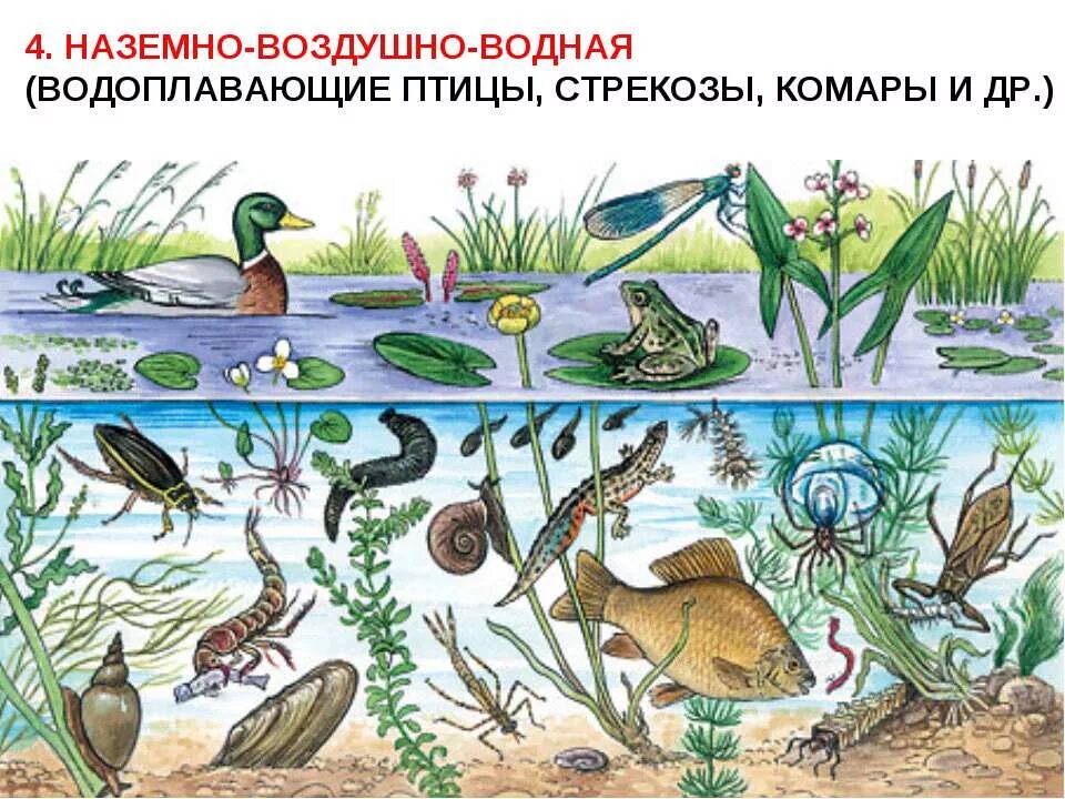 Разнообразие водных организмов. Биоценоз озера рис. Экосистема водоема. Биогеоценоз пруда. Природные сообщества и их обитатели.