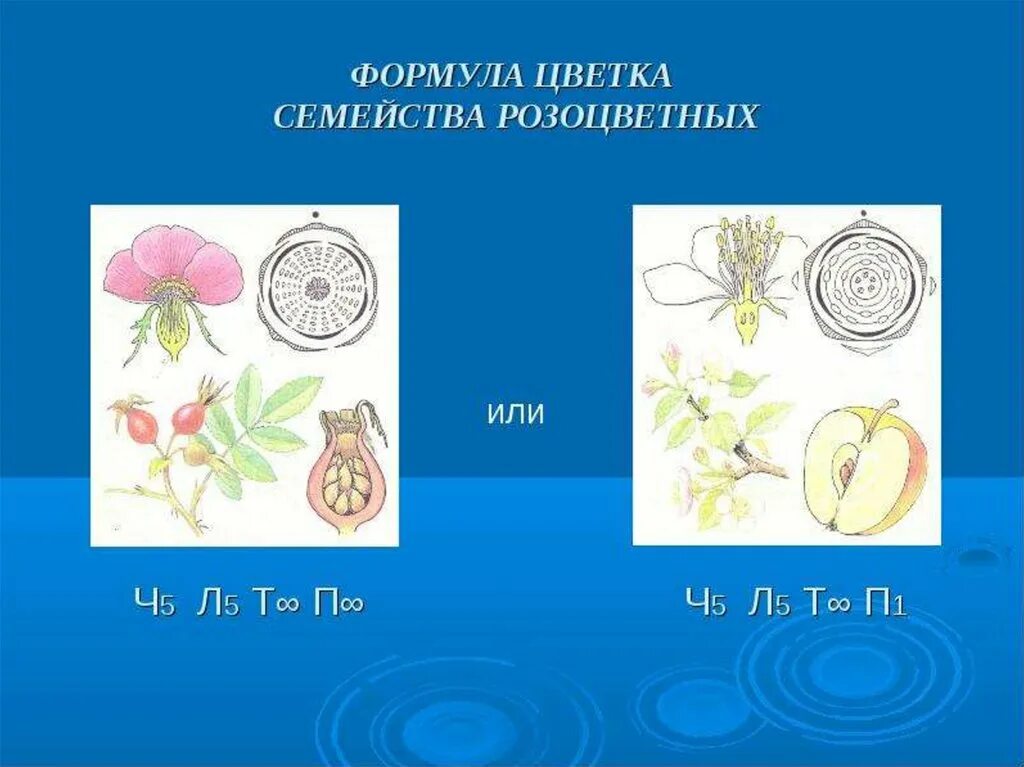 10 формула цветка. Формула цветка семейства Розоцветные *ч5л5т&п1. Семейство Розоцветные формула цветка. Формула цветка розоцветных растений. Розоцветные растения формула цветка.