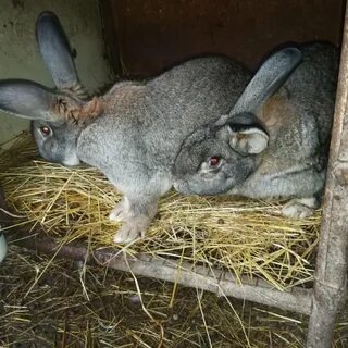 Крол крольчихи сколько