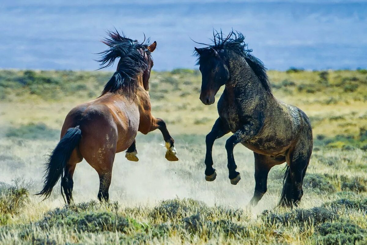 Wiki horses. Дикие лошади Мустанги в дикой природе. Мустанг одичавшая лошадь. Американский Мустанг лошадь. Дикая лошадь Мустанг прерии.