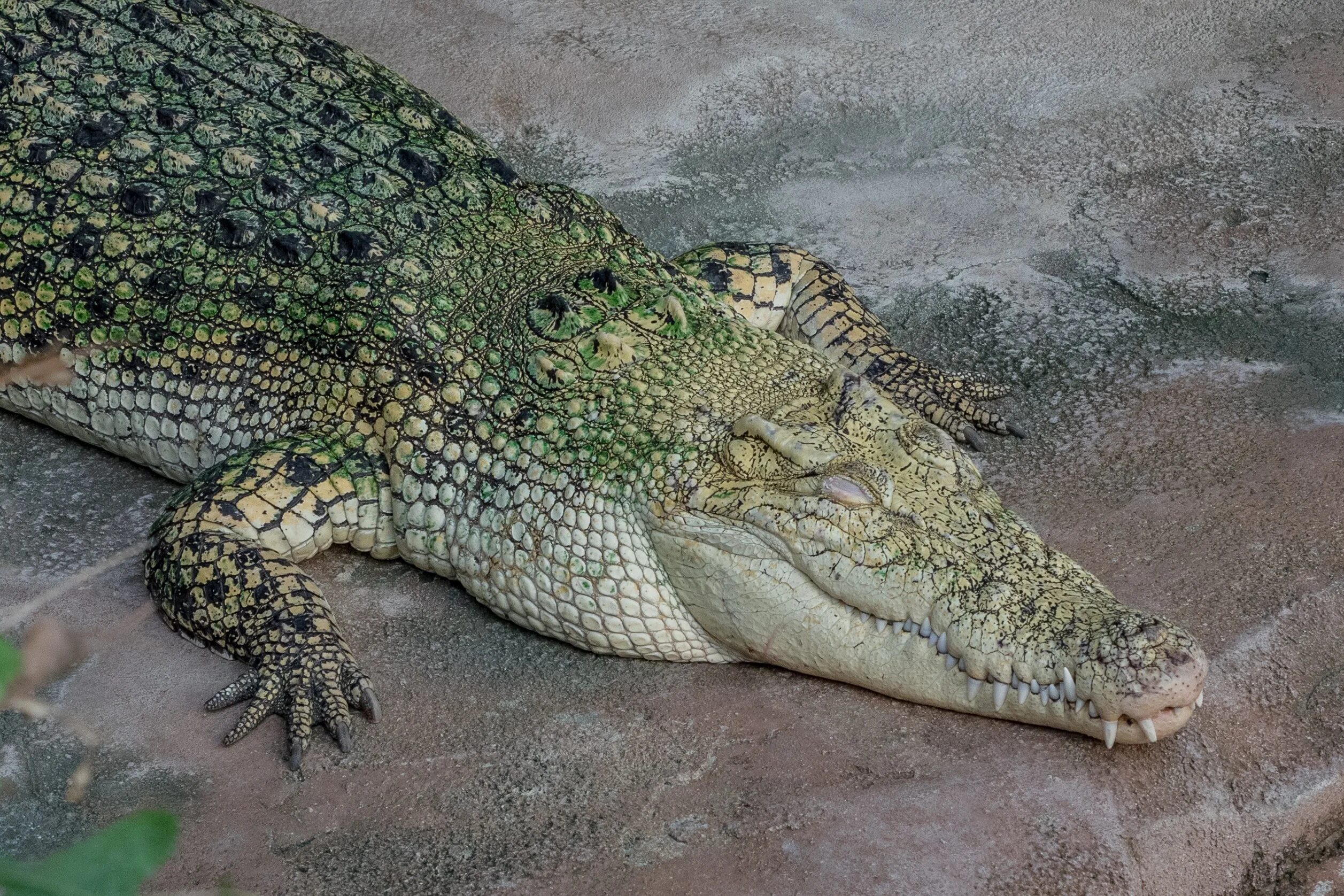 Какой крокодил зеленый. Пресмыкающиеся Аллигатор. Зелёный Нильский крокодил. Зеленый крокодил Аллигатор. Гавиаловый крокодил.