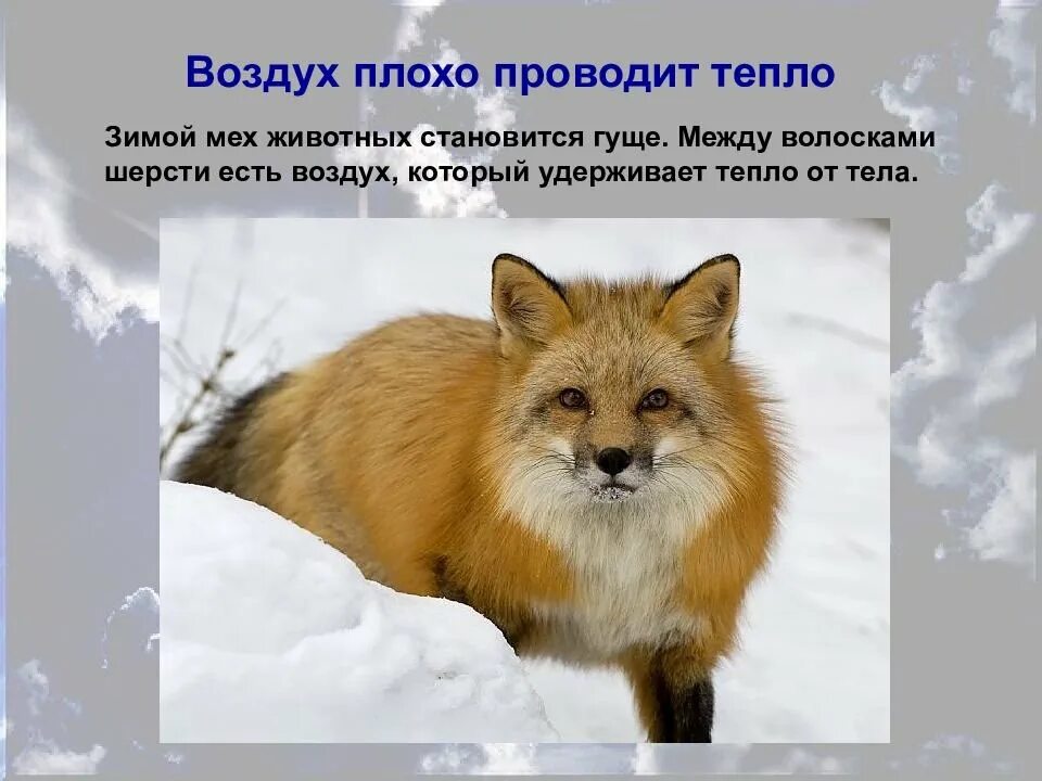 Почему животным тепло. Воздух плохо проводит тепло. как воздух проводит тепло. воздух хорошо проводит тепло. что плохо проводит тепло.