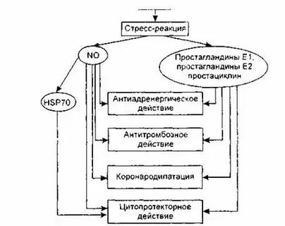 Стресс лимитирующая система работает по принципу
