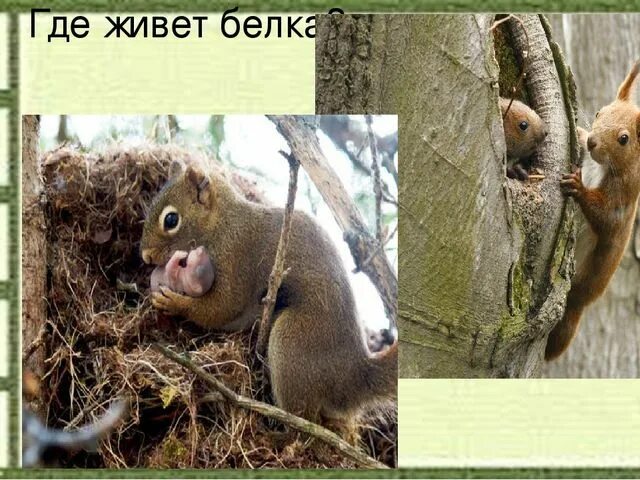 Функциональная грамотность 2 класс про беличьи запасы