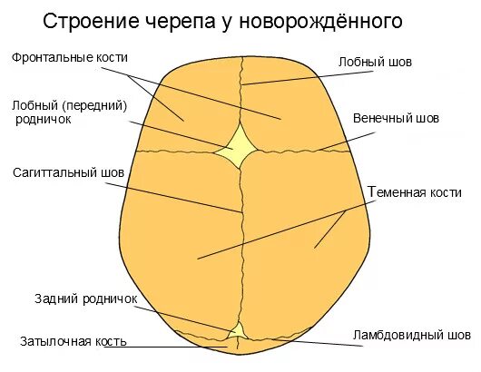 Стреловидный шов головки плода. Швы и кости черепа новорожденного. сагиттальный шов черепа новорожденного. швы у новорожденных анатомия. стреловидный шов черепа новорожденного.