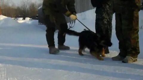 Выборка человека