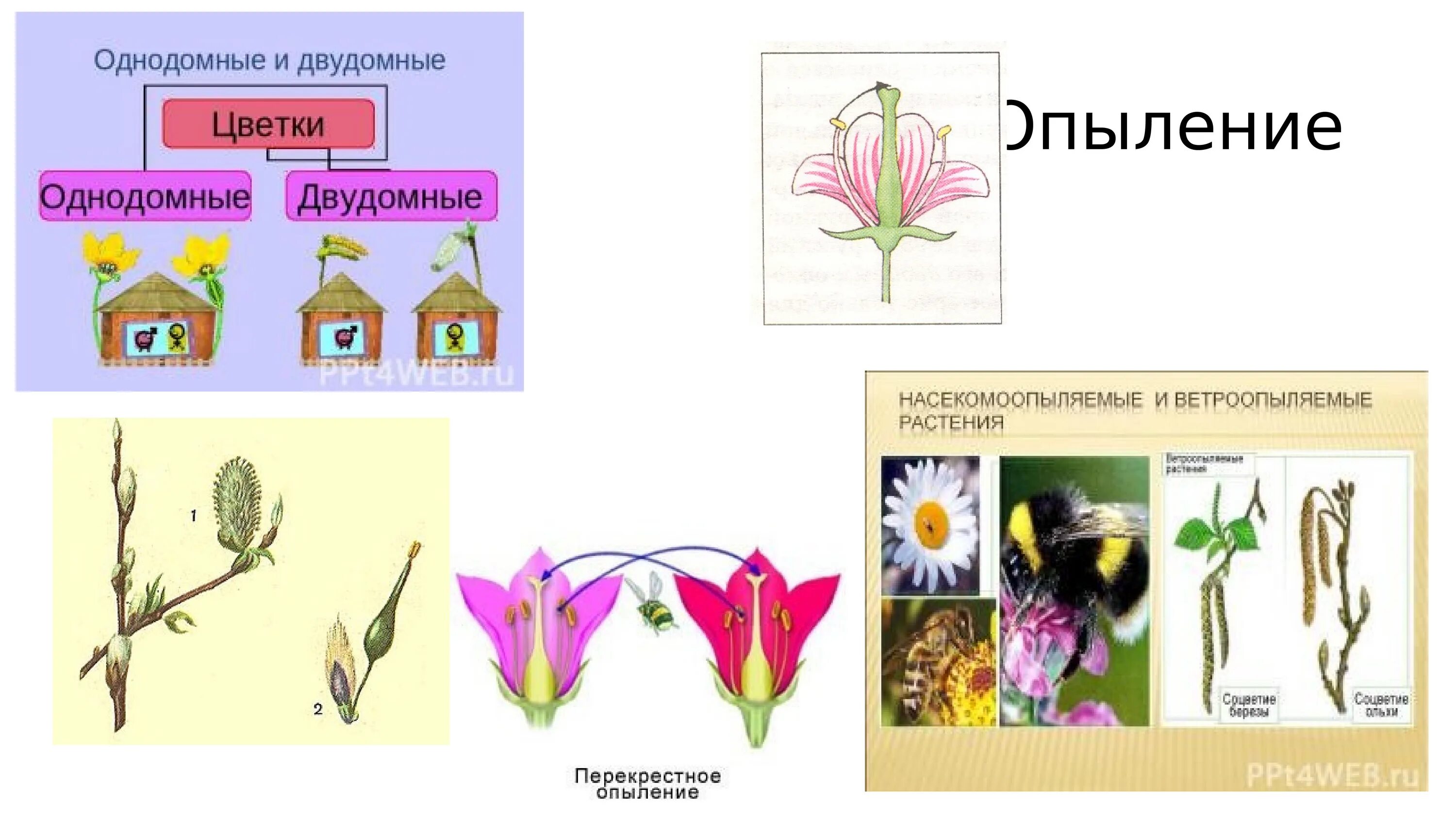 Обоеполые однодомные двудомные. Цветок однодомные и двудомные растения. Однодомные и двудомные цветки. Схема цветок однодомные и двудомные. Тюльпан однодомное.