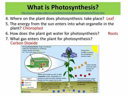 Plant photosynthesis