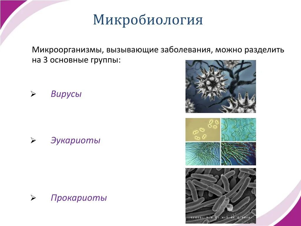 Основные группы микроорганизмов. Группы микроорганизмов микробиология. Группы бактерий микробиология. Бактерии микробиология. 6 групп бактерий
